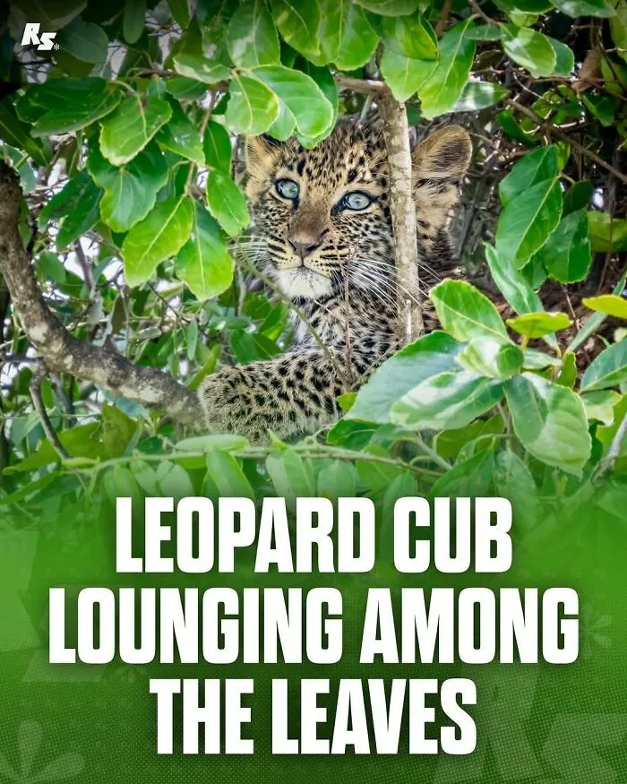 65 Rare And Extraordinary Photos Of Animals That Prove Nature Still Has Its Secrets