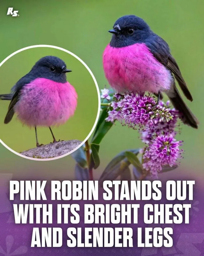 65 Rare And Extraordinary Photos Of Animals That Prove Nature Still Has Its Secrets