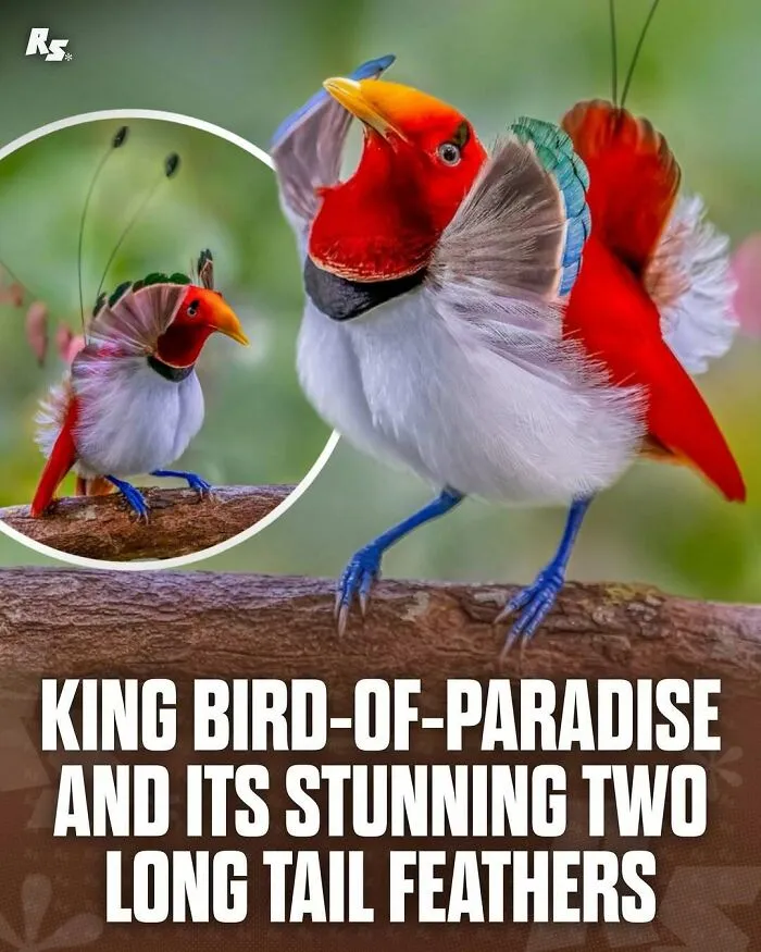 65 Rare And Extraordinary Photos Of Animals That Prove Nature Still Has Its Secrets