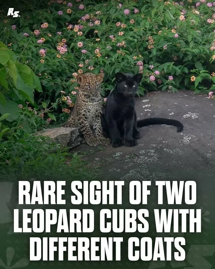 65 Rare And Extraordinary Photos Of Animals That Prove Nature Still Has Its Secrets