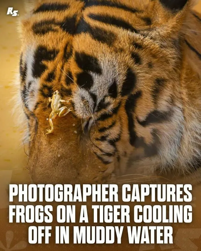 65 Rare And Extraordinary Photos Of Animals That Prove Nature Still Has Its Secrets