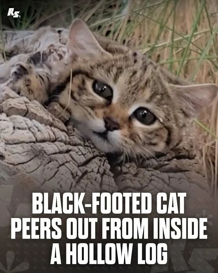 65 Rare And Extraordinary Photos Of Animals That Prove Nature Still Has Its Secrets