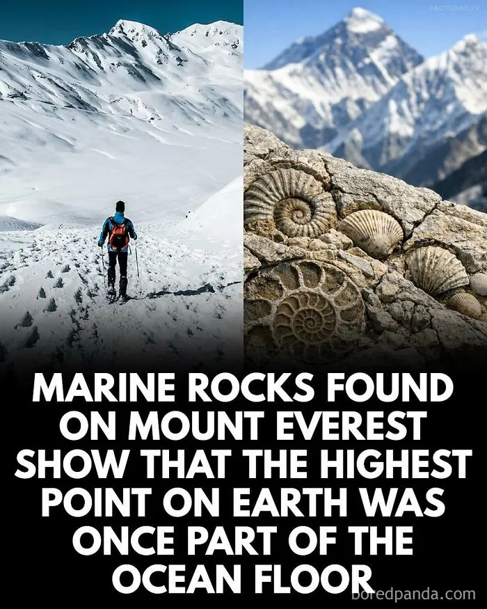 “Can’t Make This Up”: 79 Interesting Facts That Are Hard To Believe But Completely True (New Pics)