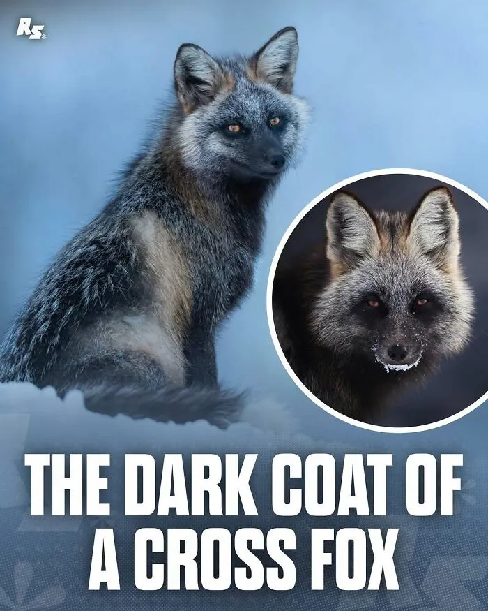 65 Rare And Extraordinary Photos Of Animals That Prove Nature Still Has Its Secrets