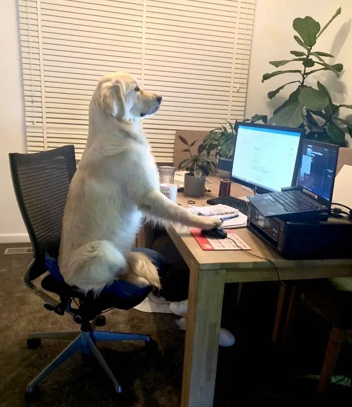This Page Shared 59 Funny Pics Of Dogs Who Somehow Became The Cutest Remote Workers Ever