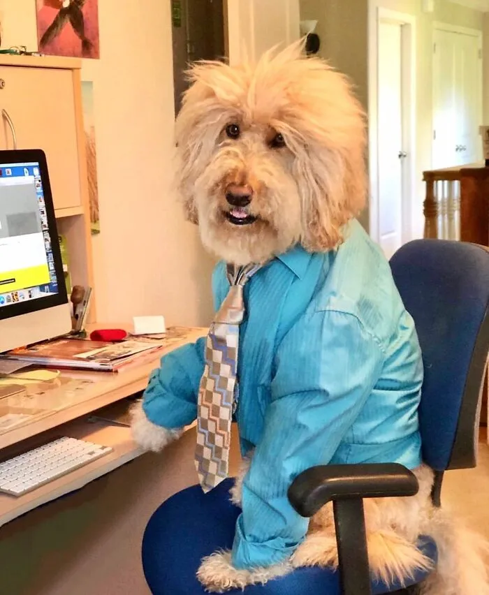 This Page Shared 59 Funny Pics Of Dogs Who Somehow Became The Cutest Remote Workers Ever