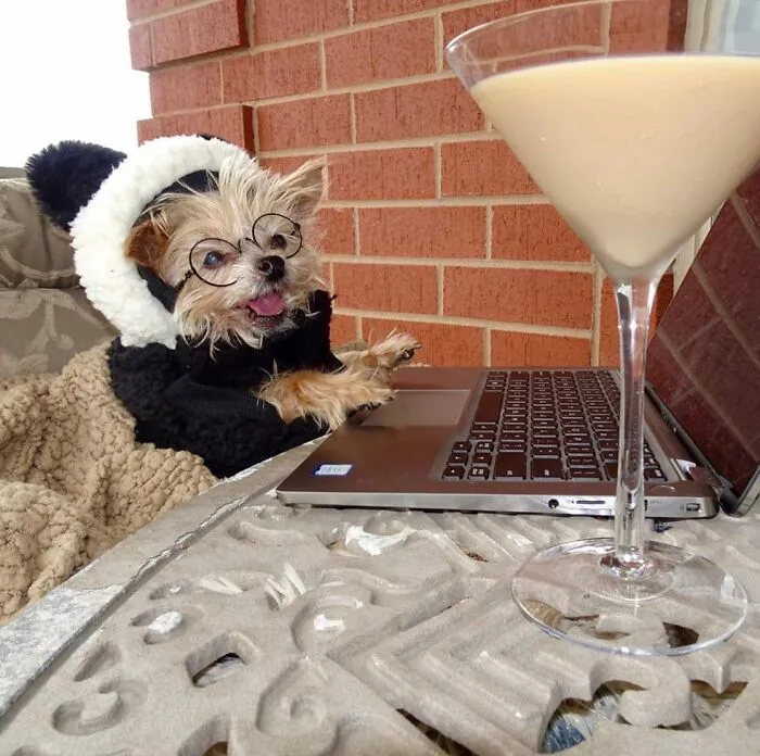 This Page Shared 59 Funny Pics Of Dogs Who Somehow Became The Cutest Remote Workers Ever