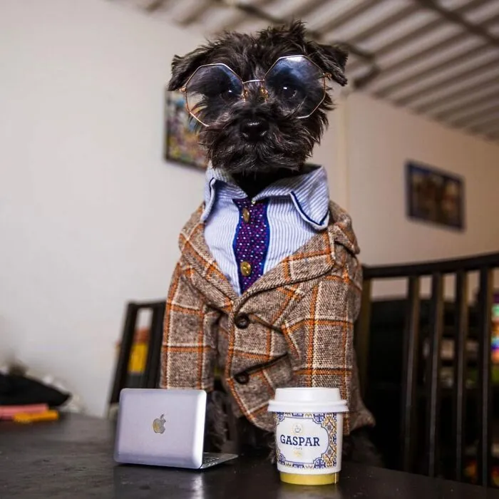 This Page Shared 59 Funny Pics Of Dogs Who Somehow Became The Cutest Remote Workers Ever