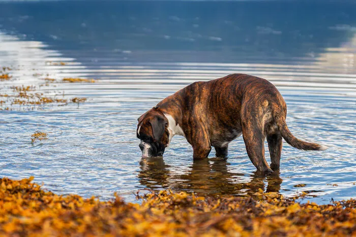 I Went Above The Arctic Circle To Photograph Dogs, Here Are 24 Moments I Captured