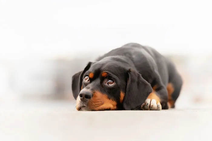 I Went Above The Arctic Circle To Photograph Dogs, Here Are 24 Moments I Captured