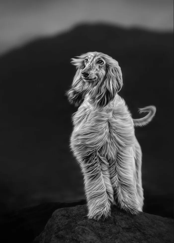 I Went Above The Arctic Circle To Photograph Dogs, Here Are 24 Moments I Captured