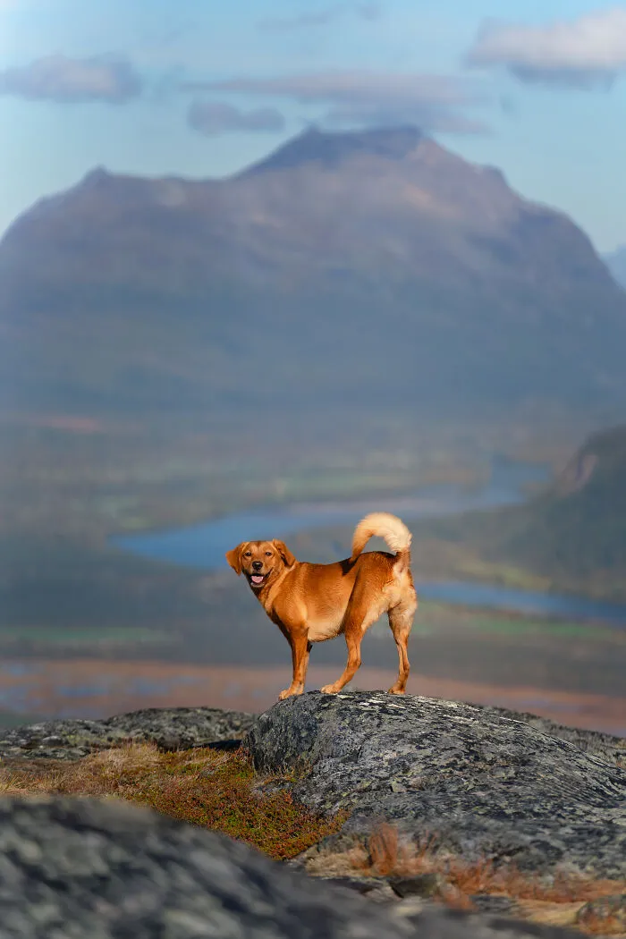 I Went Above The Arctic Circle To Photograph Dogs, Here Are 24 Moments I Captured