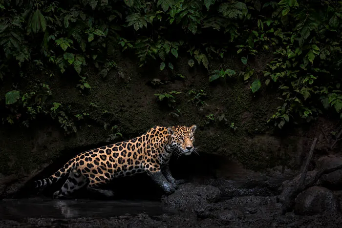 Colour, 1st Place: Jungle Keeper By Karine Aigner