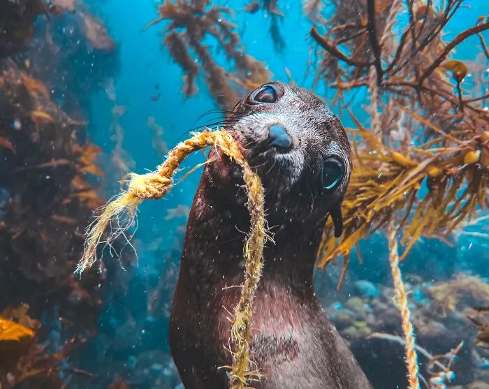 Honorable Mention,  Landscapes & Wildlife: Can I Help? By Selanie Waddilove