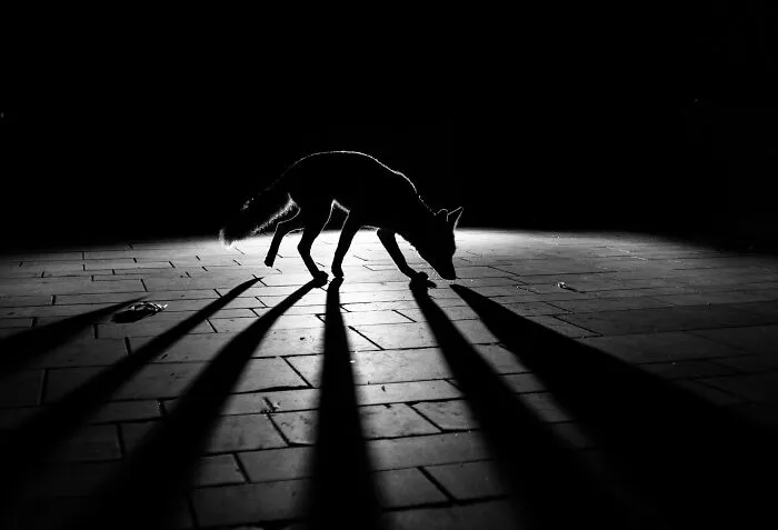 Black & White, Runner-Up: Emerging In The Light By Chris Wardell