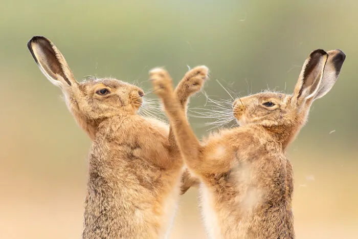 Animal Behaviour, Runner-Up: The Fur Flew By Sarah Darnell