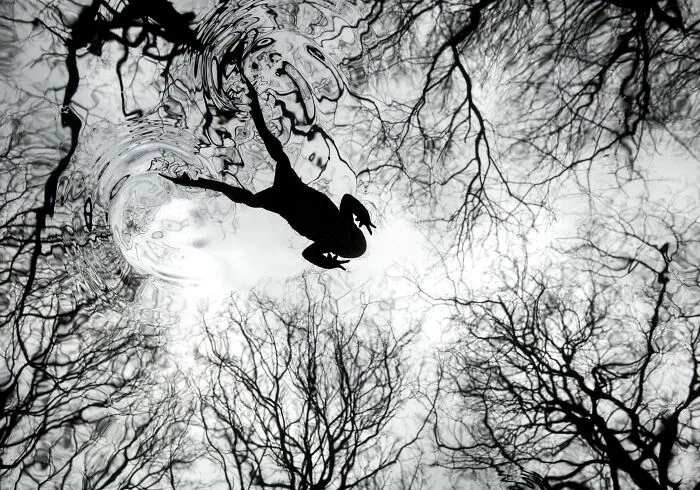Overall Winner, British Wildlife Photographer Of The Year: A Toad Swims Across Its Woodland Pond By Paul Hobson