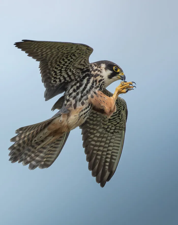 12-14 Years, Winner: Acrobatic Hobby By Jack Crockford