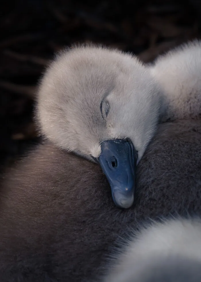 Overall Winner, Young British Wildlife Photographer Of The Year: Feathery Pillow By Ben Lucas