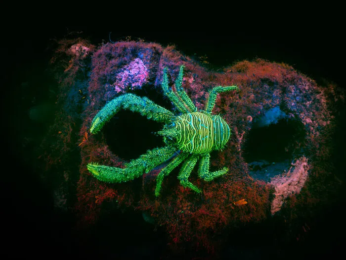 Coast & Marine, Winner: Glowing Bright By James Lynott