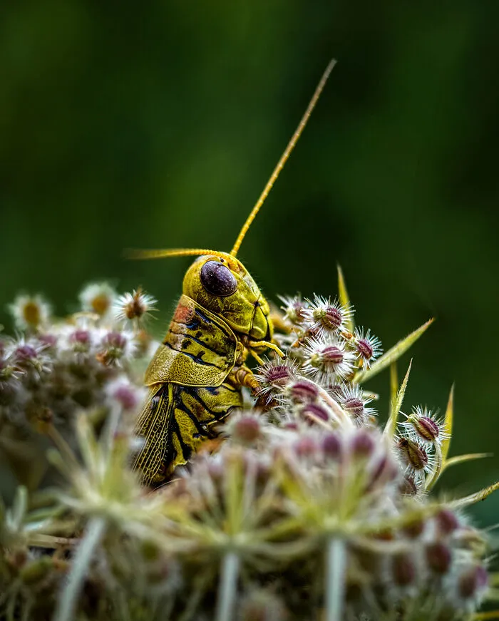 Honorable Mention, Macro & Details: Hanging Out By Linda Repasky