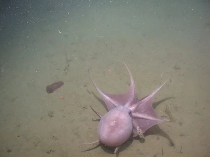 Pearl Octopus