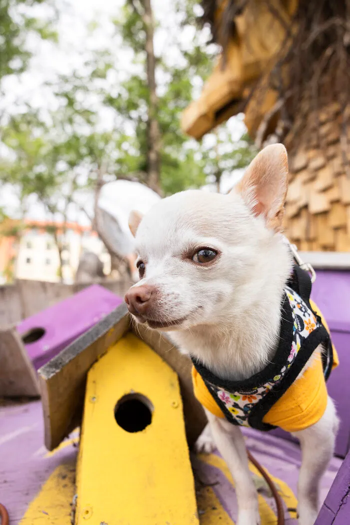 24 Captures Showing How Determined My Tiny Chihuahua Was To Find Minnesota’s Trolls