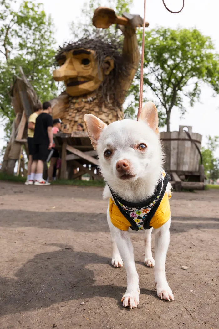 24 Captures Showing How Determined My Tiny Chihuahua Was To Find Minnesota’s Trolls