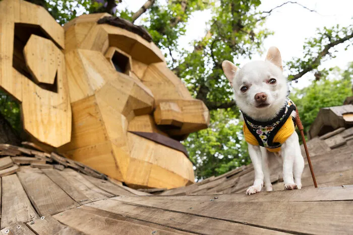 24 Captures Showing How Determined My Tiny Chihuahua Was To Find Minnesota’s Trolls