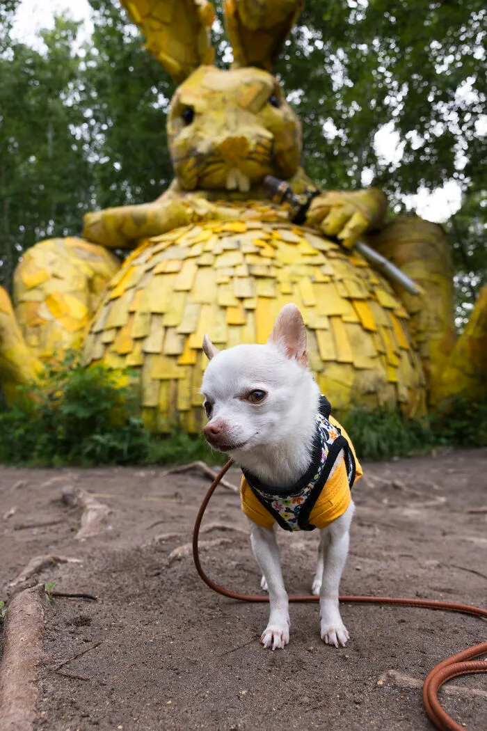 24 Captures Showing How Determined My Tiny Chihuahua Was To Find Minnesota’s Trolls