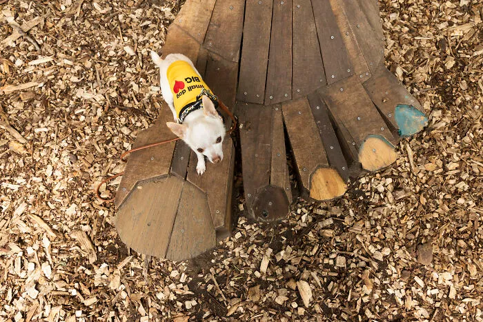 24 Captures Showing How Determined My Tiny Chihuahua Was To Find Minnesota’s Trolls