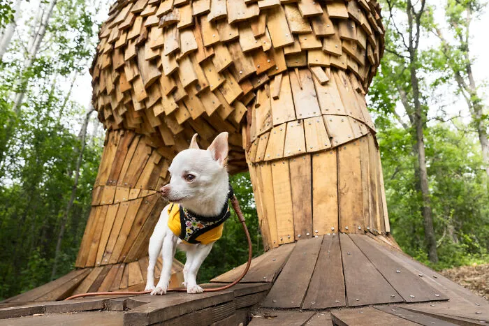 24 Captures Showing How Determined My Tiny Chihuahua Was To Find Minnesota’s Trolls