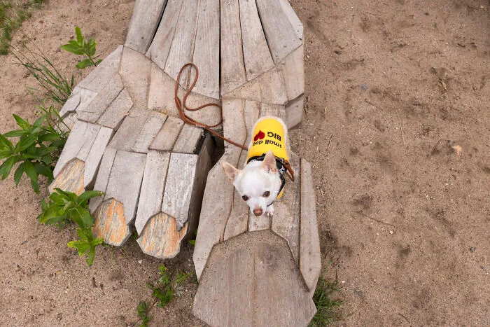 24 Captures Showing How Determined My Tiny Chihuahua Was To Find Minnesota’s Trolls
