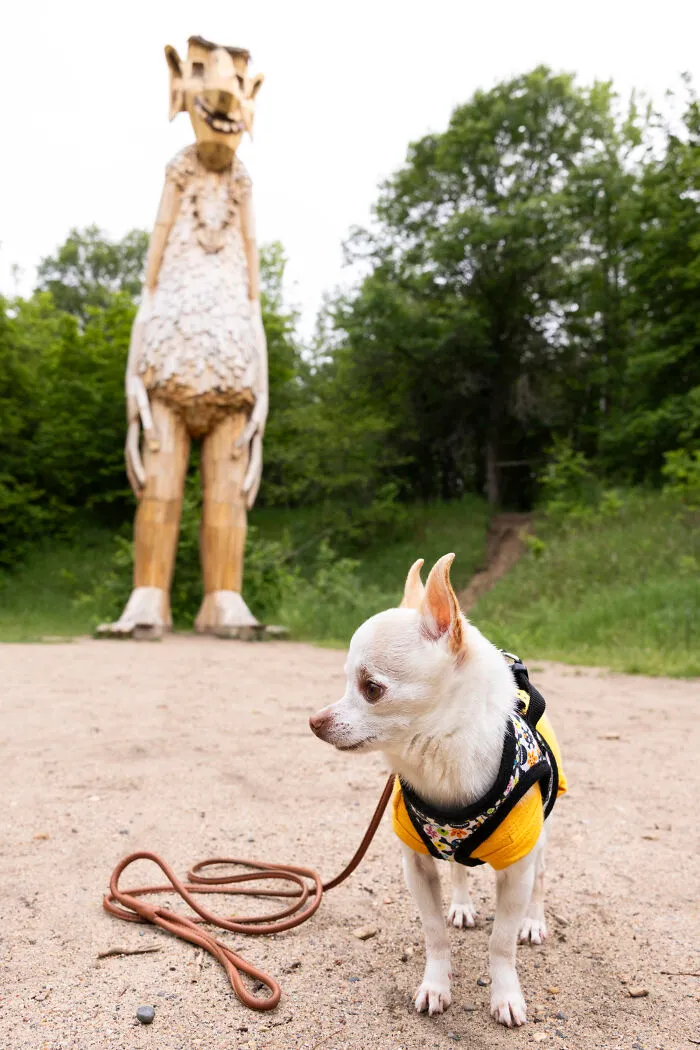 24 Captures Showing How Determined My Tiny Chihuahua Was To Find Minnesota’s Trolls