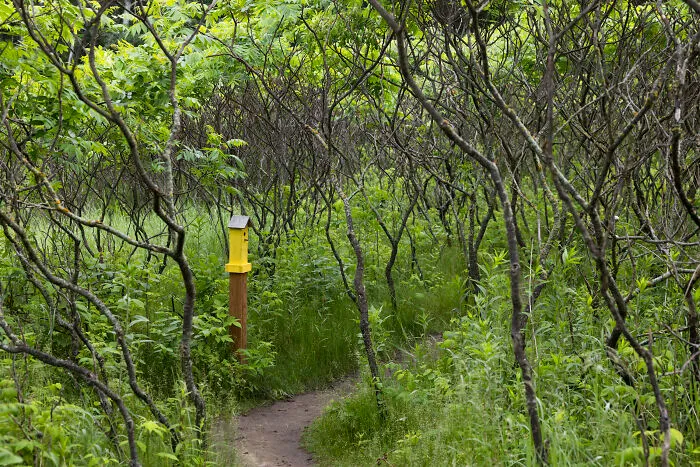 24 Captures Showing How Determined My Tiny Chihuahua Was To Find Minnesota’s Trolls