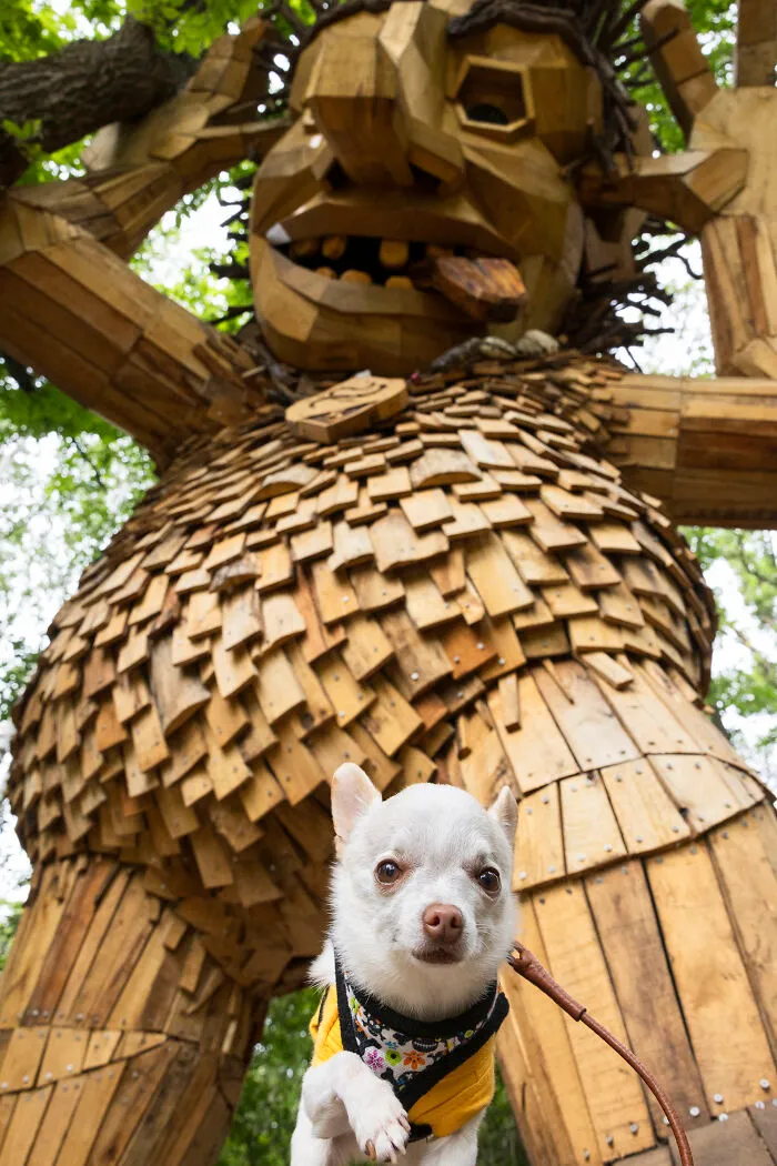 24 Captures Showing How Determined My Tiny Chihuahua Was To Find Minnesota’s Trolls