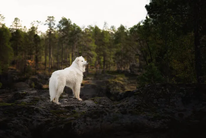 I Went Above The Arctic Circle To Photograph Dogs, Here Are 24 Moments I Captured