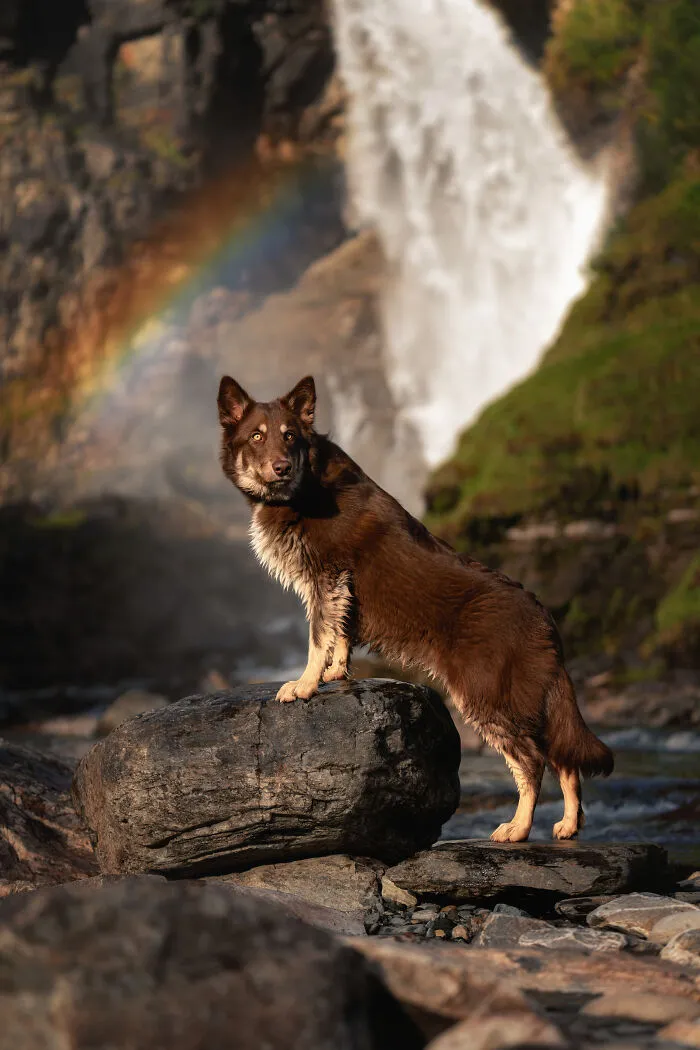 I Went Above The Arctic Circle To Photograph Dogs, Here Are 24 Moments I Captured