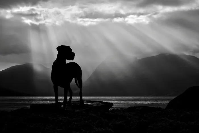 I Went Above The Arctic Circle To Photograph Dogs, Here Are 24 Moments I Captured