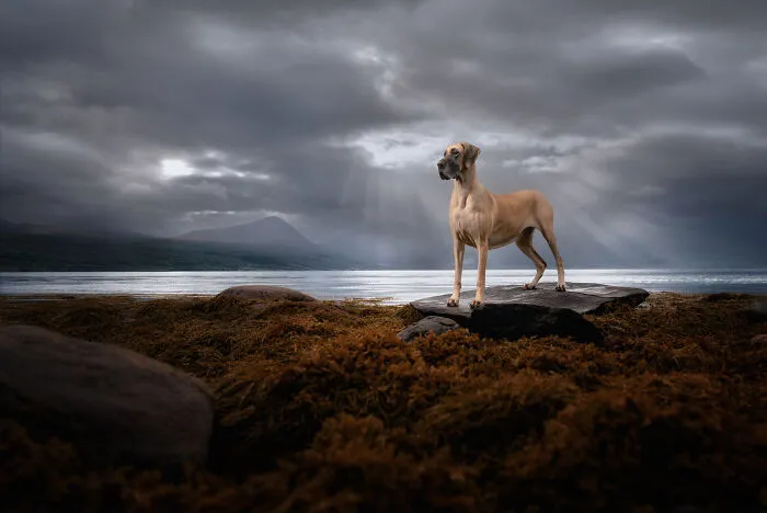 I Went Above The Arctic Circle To Photograph Dogs, Here Are 24 Moments I Captured