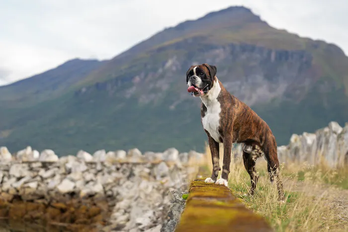 I Went Above The Arctic Circle To Photograph Dogs, Here Are 24 Moments I Captured