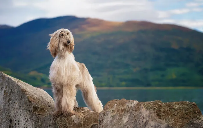 I Went Above The Arctic Circle To Photograph Dogs, Here Are 24 Moments I Captured