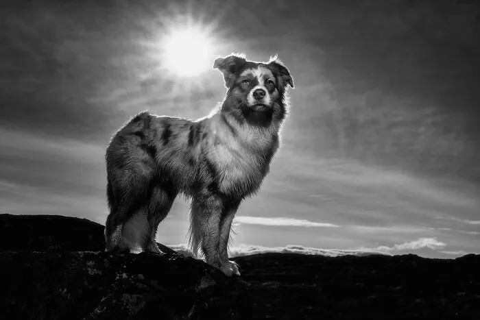 I Went Above The Arctic Circle To Photograph Dogs, Here Are 24 Moments I Captured