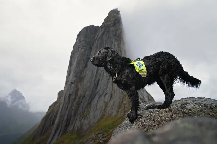 I Went Above The Arctic Circle To Photograph Dogs, Here Are 24 Moments I Captured