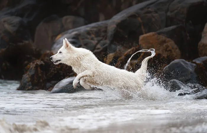 I Went Above The Arctic Circle To Photograph Dogs, Here Are 24 Moments I Captured