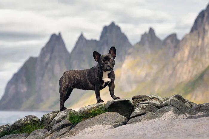 I Went Above The Arctic Circle To Photograph Dogs, Here Are 24 Moments I Captured