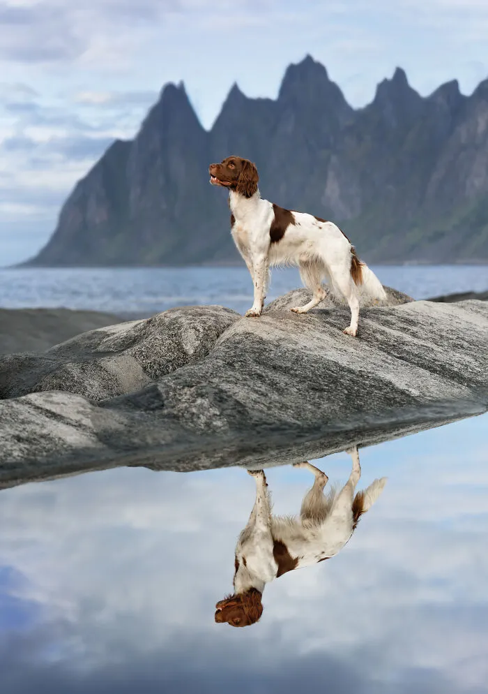 I Went Above The Arctic Circle To Photograph Dogs, Here Are 24 Moments I Captured