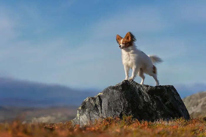I Went Above The Arctic Circle To Photograph Dogs, Here Are 24 Moments I Captured
