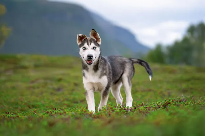 I Went Above The Arctic Circle To Photograph Dogs, Here Are 24 Moments I Captured