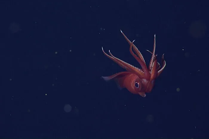 Octopus Squid